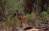 Encontro com guanacos durante caminhada no Parque Nacional Talampaya, na Argentina
